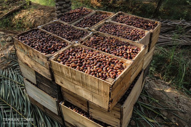 Dates harvest season in hot summer