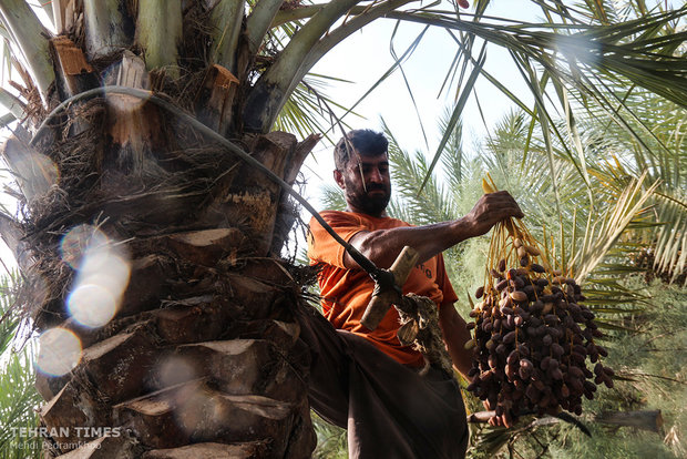 Dates harvest season in hot summer