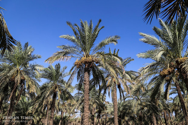 Dates harvest season in hot summer