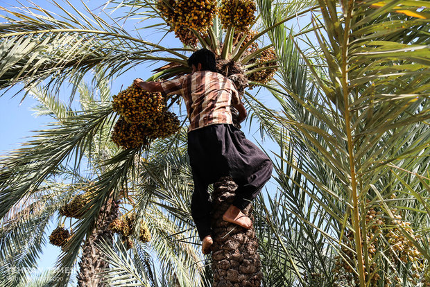 Dates harvest season in hot summer