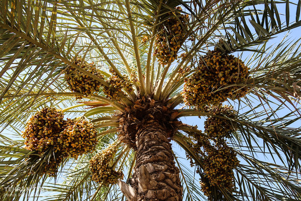 Dates harvest season in hot summer