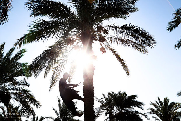 Dates harvest season in hot summer