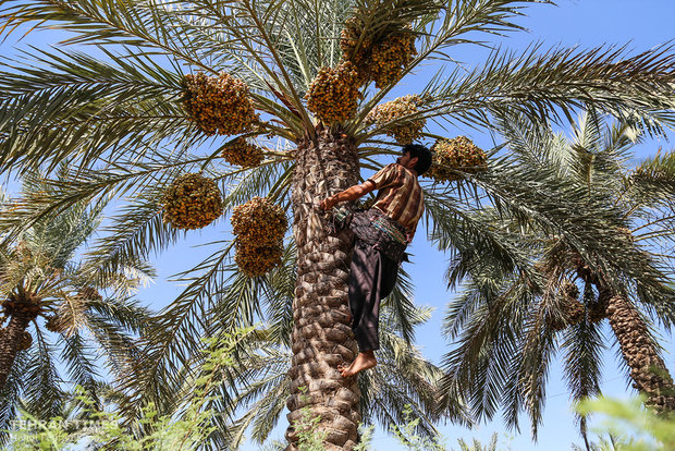 Dates harvest season in hot summer