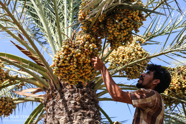 Dates harvest season in hot summer