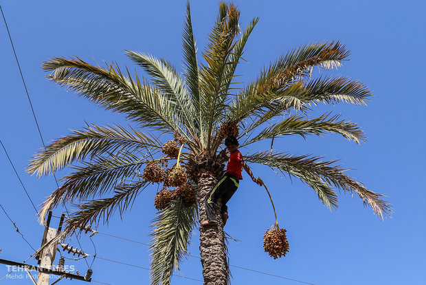 Dates harvest season in hot summer