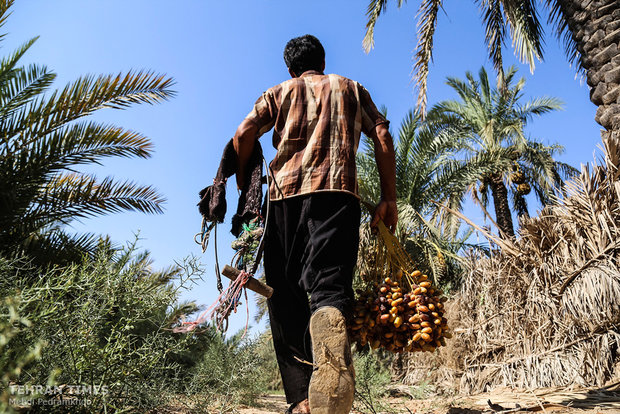 Dates harvest season in hot summer