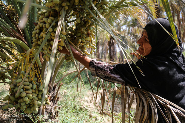 Dates harvest season in hot summer