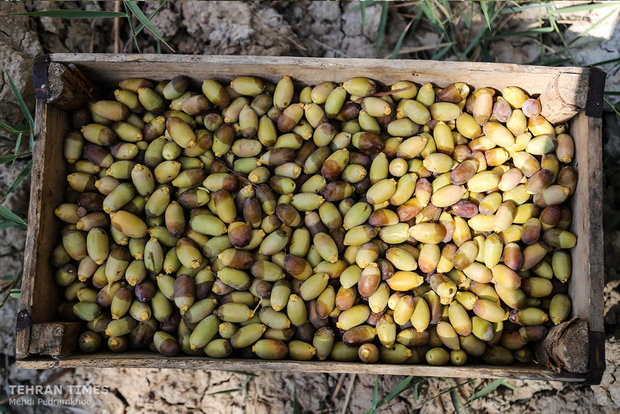 Dates harvest season in hot summer