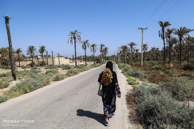 Dates harvest season in hot summer