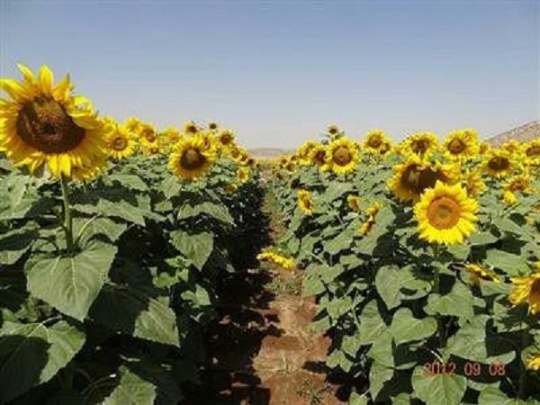 کشت ۹۰ هکتار آفتابگردان روغنی در شهرستان اسلام آباد غرب