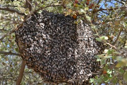 گونه زنبور عسل ریز استان بوشهر در خطر کاهش جمعیت است