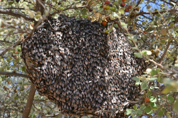  گونه زنبور عسل ریز استان بوشهر در خطر کاهش جمعیت است