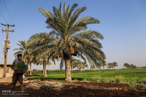 نشاء برنج در شهرستان کارون