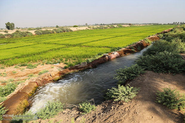 نشاء برنج در شهرستان کارون