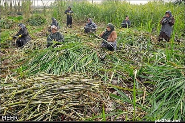 نخستین جشنواره «نیشکر» در صومعه سرا برگزار می شود