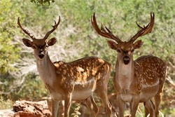 سرشماری پستانداران جزایر دریاچه ارومیه آغاز شد