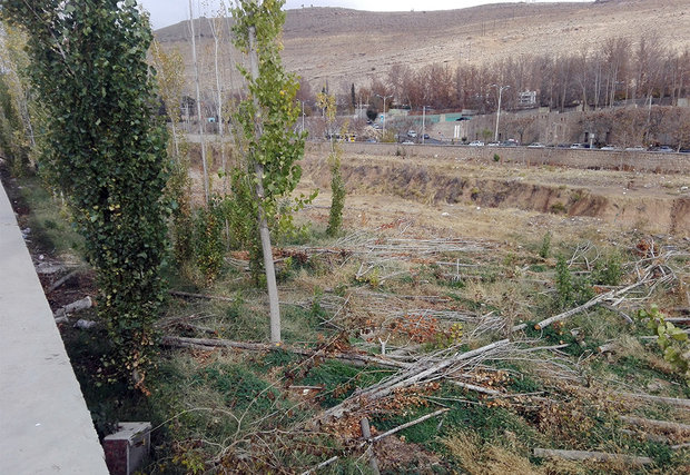 ۲۰ هزار اصله نهال درخت در بوستان جنگلی چیتگر کاشته می شود