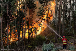 آتش سوزی گسترده در جنگل های جاده میناب - بندرعباس