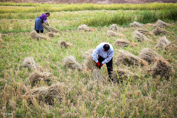 امکان حذف برنج کاری در اصفهان وجود ندارد