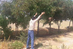 رهاسازی یک بهله عقاب طلایی در دامان طبیعت شهرستان آبیک