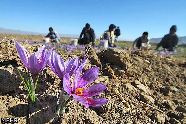 آغاز برداشت طلای سرخ/ زعفران «نگین» کیلویی ۴۰۰ هزارتومان ارزان شد