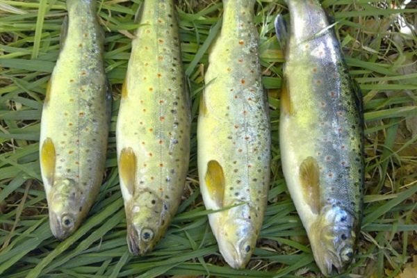 پیش‌بینی افزایش ۱۵ درصدی تولید ماهی قزل آلا در سال جاری