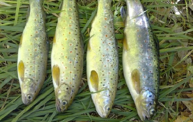 تولید ماهی قزل آلا در کهگیلویه و بویراحمد به ۲۲ هزار تن رسید