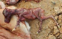 دستگیری شکارچیان بز وحشی باردار در طارم