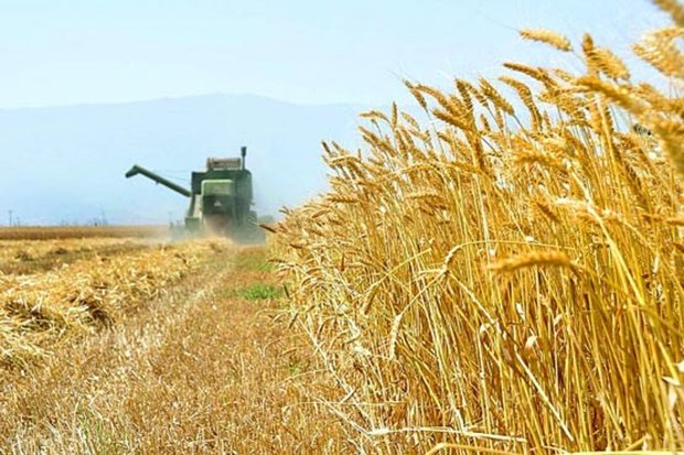 کیفیت گندم تولیدی چهارمحال و بختیاری افزایش یافت