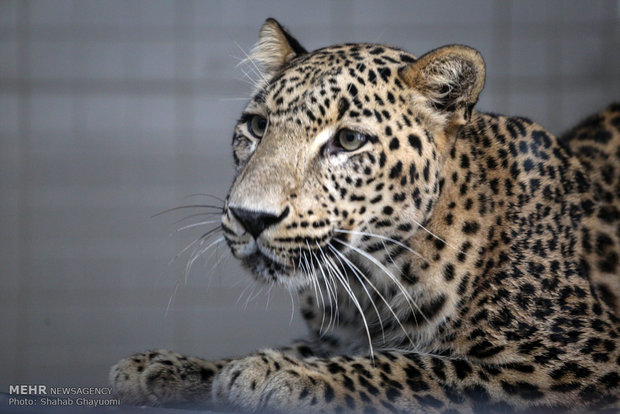 Persian leopard to undergo artificial insemination in Tehran next week