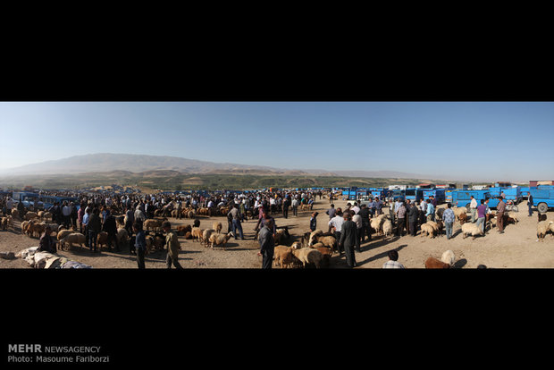 بازار خرید و فروش دام در آستانه عید قربان در شهرستان اهر