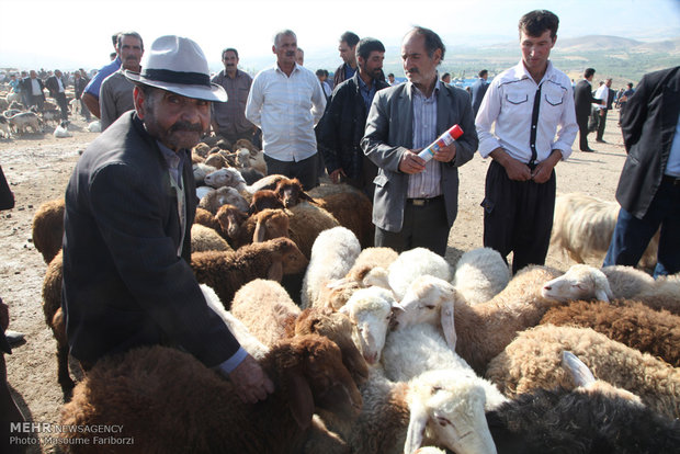 بازار خرید و فروش دام در آستانه عید قربان در شهرستان اهر