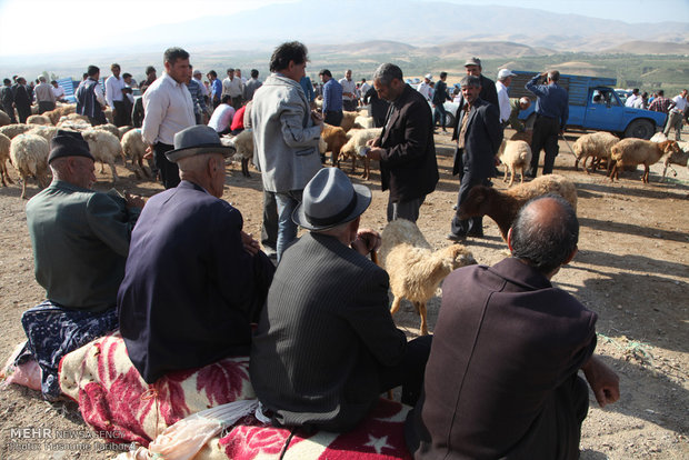 بازار خرید و فروش دام در آستانه عید قربان در شهرستان اهر