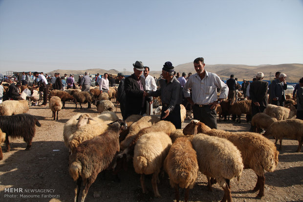 بازار خرید و فروش دام در آستانه عید قربان در شهرستان اهر