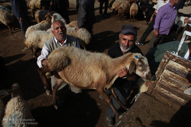 بازار خرید و فروش دام در آستانه عید قربان در شهرستان اهر