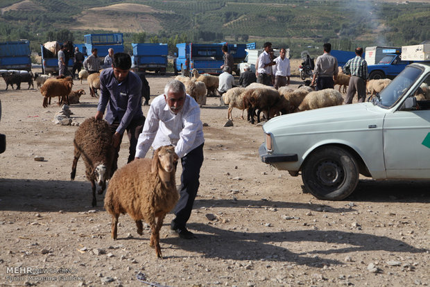 بازار خرید و فروش دام در آستانه عید قربان در شهرستان اهر