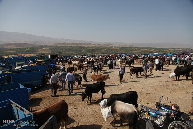 بازار خرید و فروش دام در آستانه عید قربان در شهرستان اهر