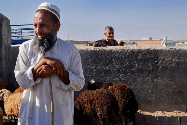 بازار خرید وفروش دام در آستانه عید قربان در آق قلا