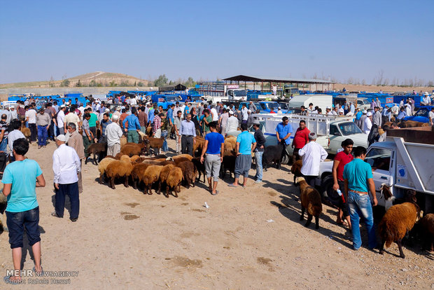 بازار خرید وفروش دام در آستانه عید قربان در آق قلا