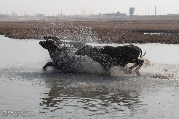 جواميس الماء في نهر كارون