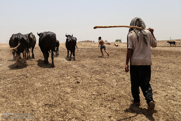 جواميس الماء في نهر كارون