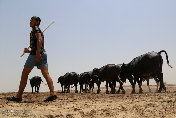 جواميس الماء في نهر كارون