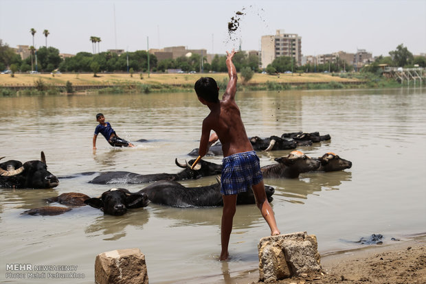 جواميس الماء في نهر كارون