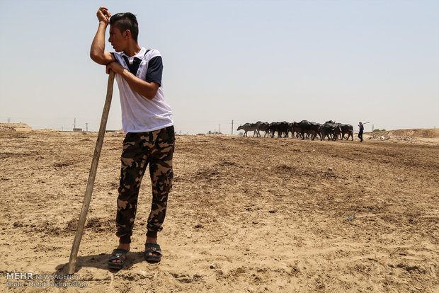 جواميس الماء في نهر كارون