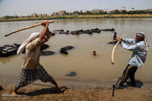 جواميس الماء في نهر كارون