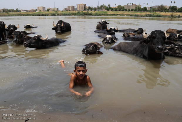 جواميس الماء في نهر كارون