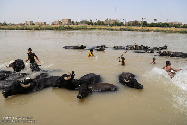 جواميس الماء في نهر كارونا؛ همبازی کودکان کارون 