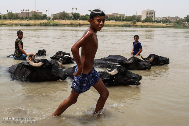 جواميس الماء في نهر كارون