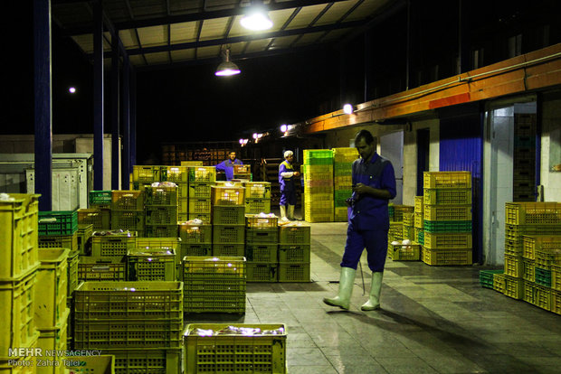 کشتارگاه صنعتی مرغ و طیور در ارومیه 