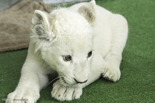 یک «شیر سفید» در هویزه به دنیا آمد/ توله از مادر جدا شد